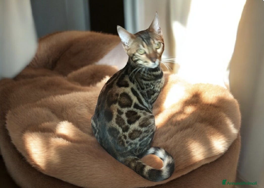 Bengala gatti Favolosa gattina Bengala  - Annuncio 2