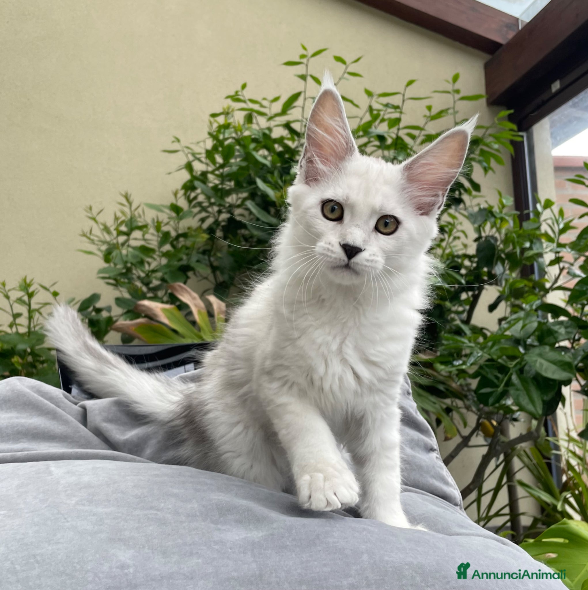 Maine Coon gatti Bellissima cucciola shaded - Annuncio 4