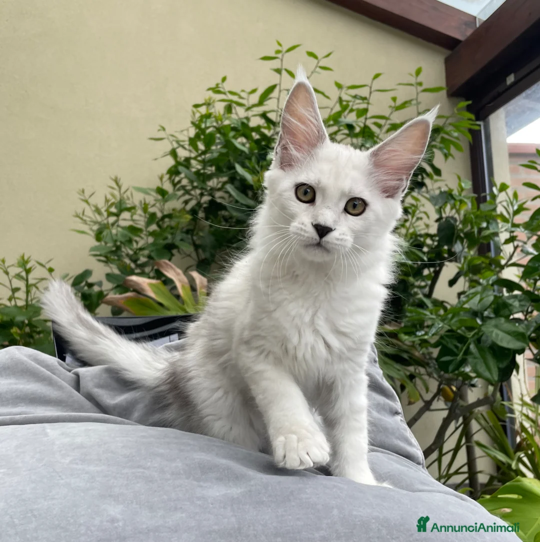 Maine Coon gatti in vendita: Bellissima cucciola shaded - Annuncio 1