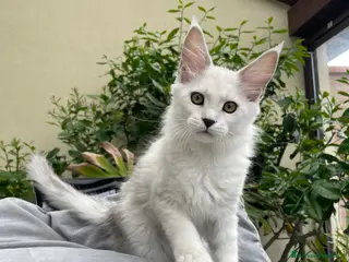 Maine Coon gatti Bellissima cucciola shaded - Annuncio 36