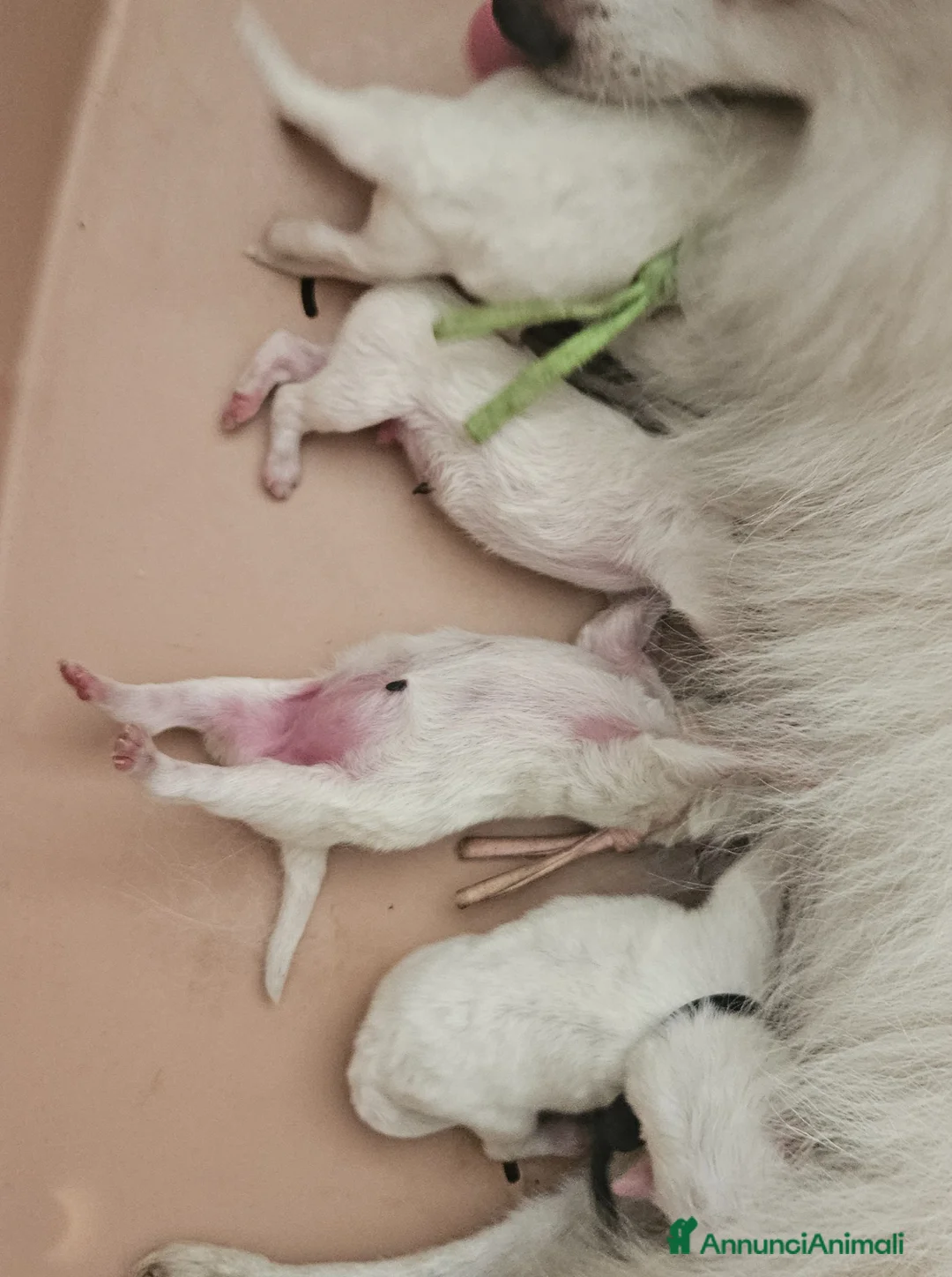 Volpino Italiano cani in vendita: Cuccioli di volpino italiano - Annuncio 10