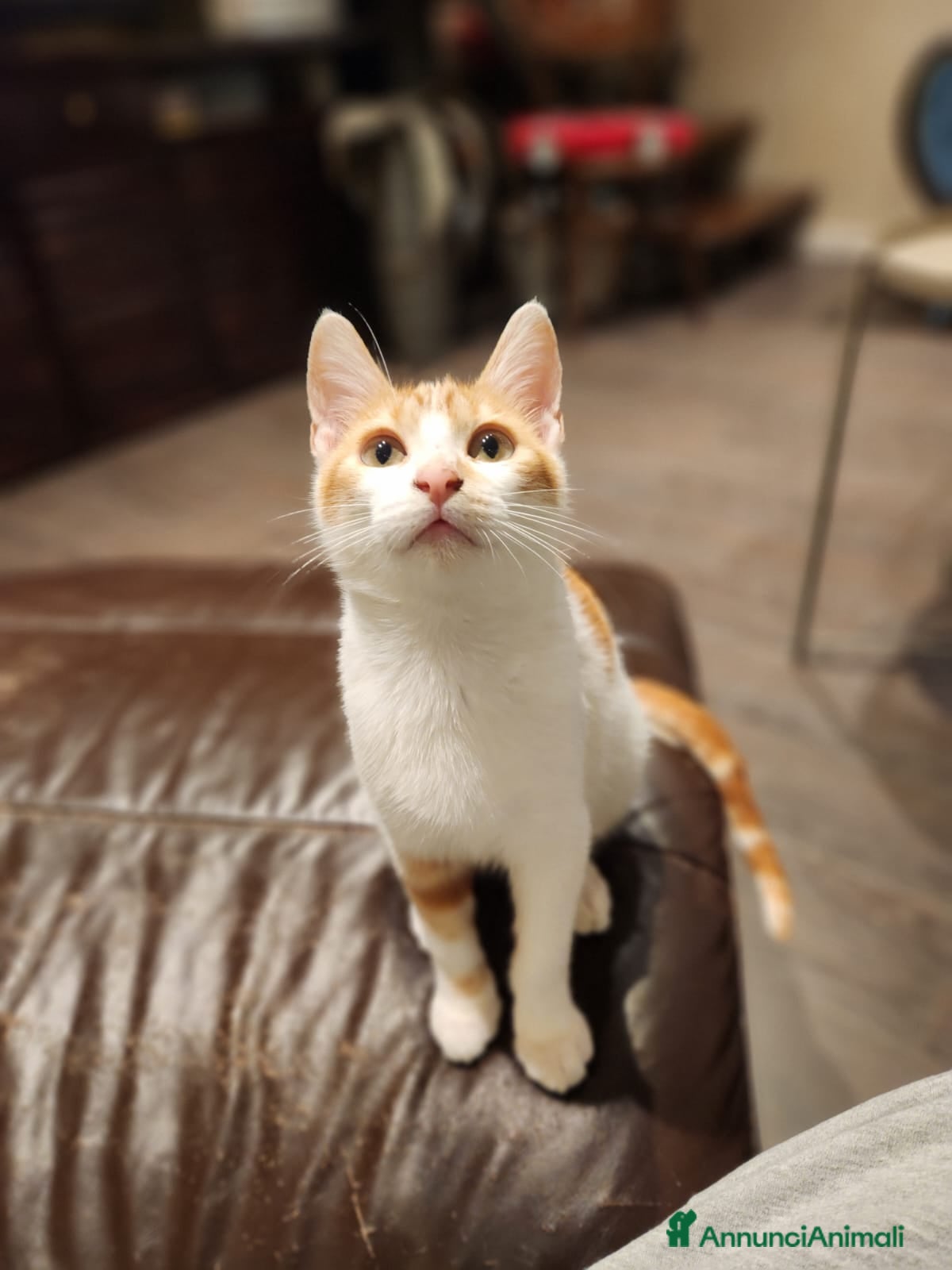 Europeo gatti Maschio rosso  - Annuncio 21