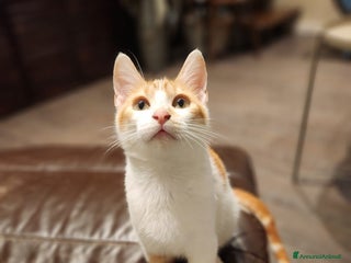 Europeo gatti Maschio rosso - Annuncio 4