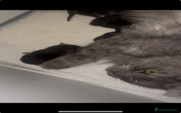 Maine Coon gatti in vendita: Cuccioli Maine Coon disponibili  a Città Metropolitana di Firenze - Immagine 7