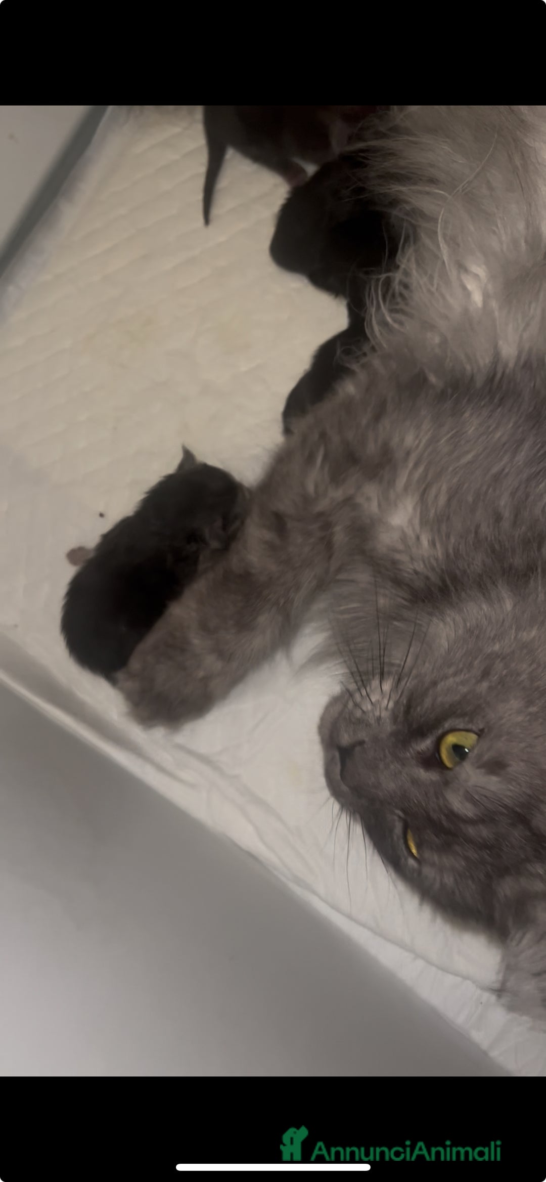 Maine Coon gatti in vendita: Cuccioli Maine Coon disponibili  a Città Metropolitana di Firenze - Immagine 7
