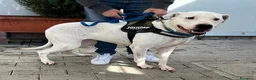 Meticcio cani in regalo: LOLA DOGO ARGENTINO - Annuncio 5