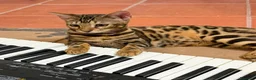 Bengala gatti in vendita: Gatto bengala a Libero consorzio comunale di Trapani - Annuncio 4