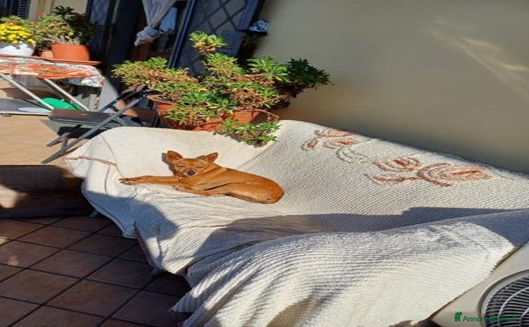 Meticcio cani a Città Metropolitana di Torino - Annuncio 9