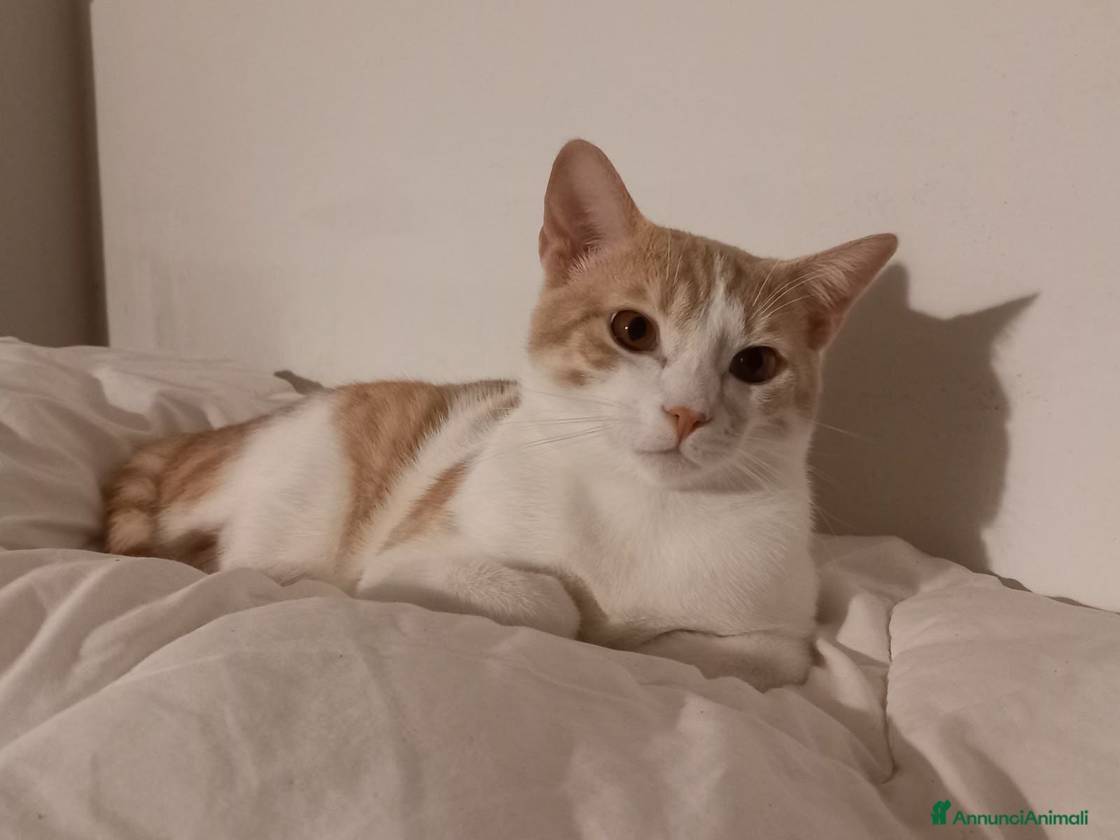Europeo gatti Milo bel gatto maschio - Annuncio 18