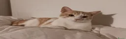 Europeo gatti in regalo: Milo bel gatto maschio a Provincia di Pistoia - Annuncio 1