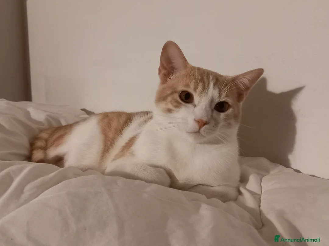 Europeo gatti in regalo: Milo bel gatto maschio a Provincia di Pistoia - Annuncio 1