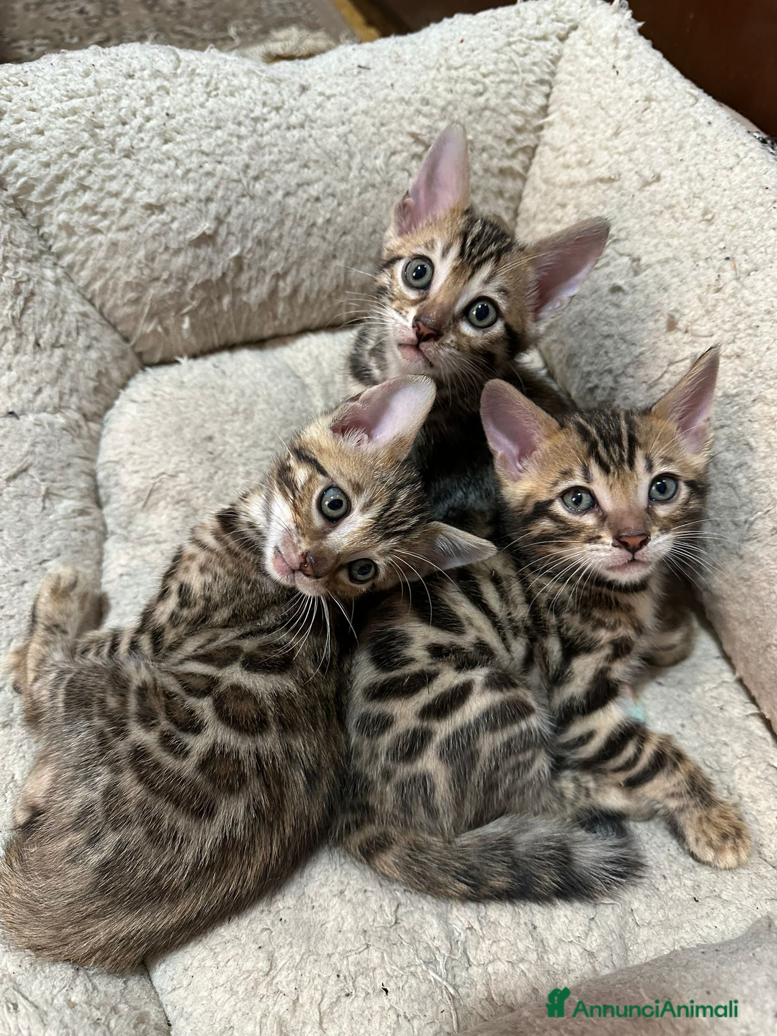 Bengala gatti GATTINE BENGALA  - Annuncio 1