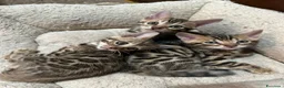 Bengala gatti in vendita: GATTINE BENGALA  - Annuncio 1