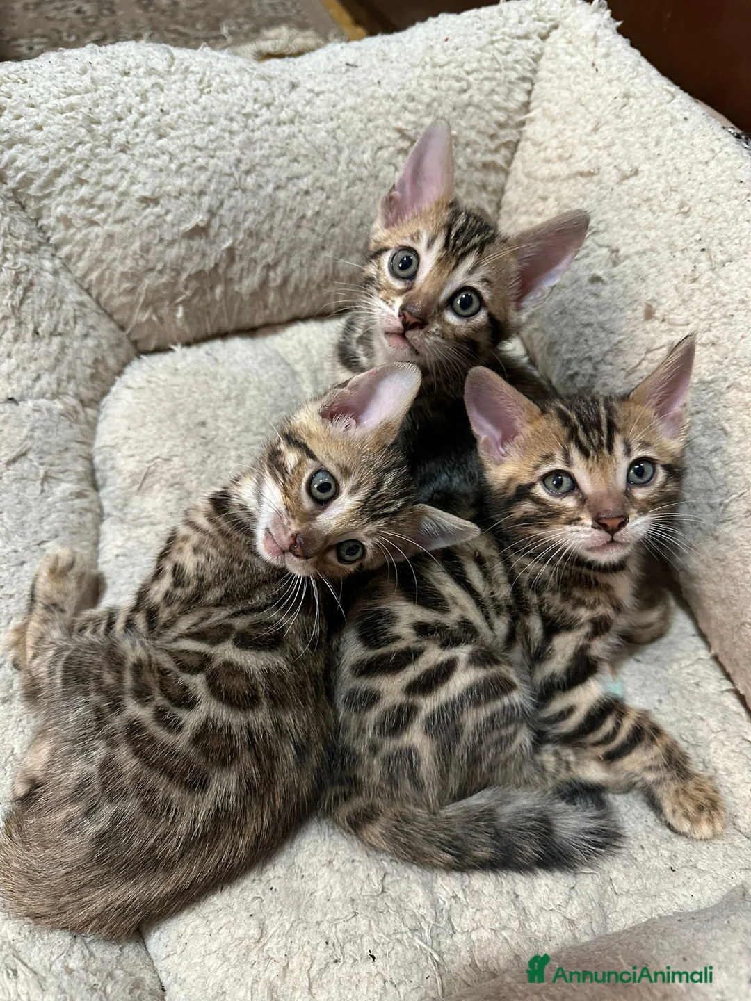 Bengala gatti in vendita: GATTINE BENGALA  - Annuncio 1