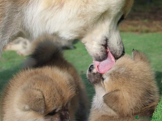 Akita Inu cani Cuccioli di AKITA da allevamento ENCI - Annuncio 8