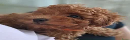 Barboncino cani in vendita: Barboncino femmina  - Annuncio 3