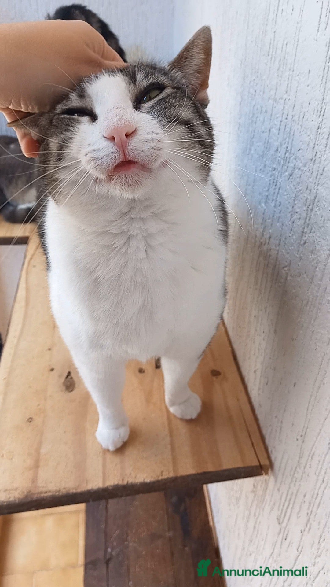 Europeo gatti in regalo: Tenera micia in adozione, SISSI! - Annuncio 5