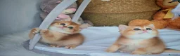 Scottish gatti in vendita: Straordinari Cuccioli Scottish - Annuncio 7