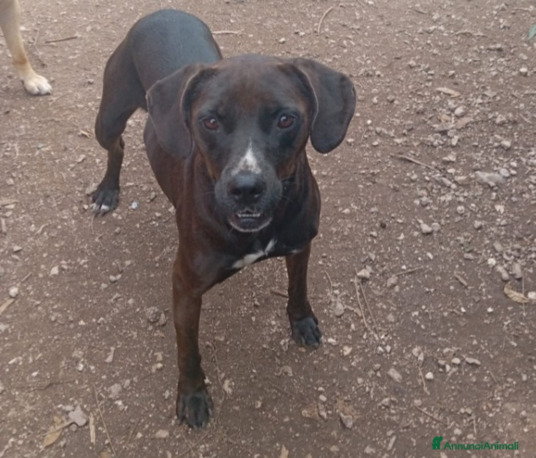 Meticcio cani in regalo: Simil Labrador femmina color castagna,4/5anni.NAPO a Città metropolitana di Milano - Annuncio 3