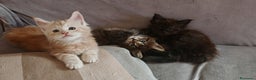 Maine Coon gatti in vendita: Cuccioli MAINE COON - Annuncio 1