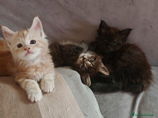 Maine Coon gatti Cuccioli MAINE COON - Annuncio 14