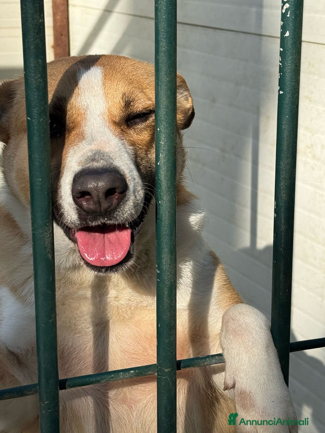 Meticcio cani in regalo: Splendida meticcia - MILLIE a Città metropolitana di Milano - Annuncio 8