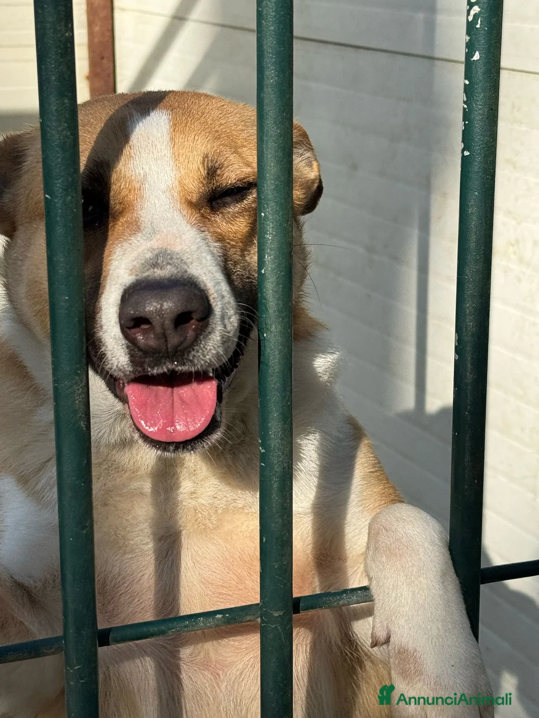 Meticcio cani in regalo: Splendida meticcia - MILLIE a Città metropolitana di Milano - Annuncio 8