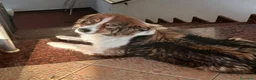 Meticcio cani in regalo: Lola, dolcezza disarmante a Città Metropolitana di Bologna - Annuncio 5