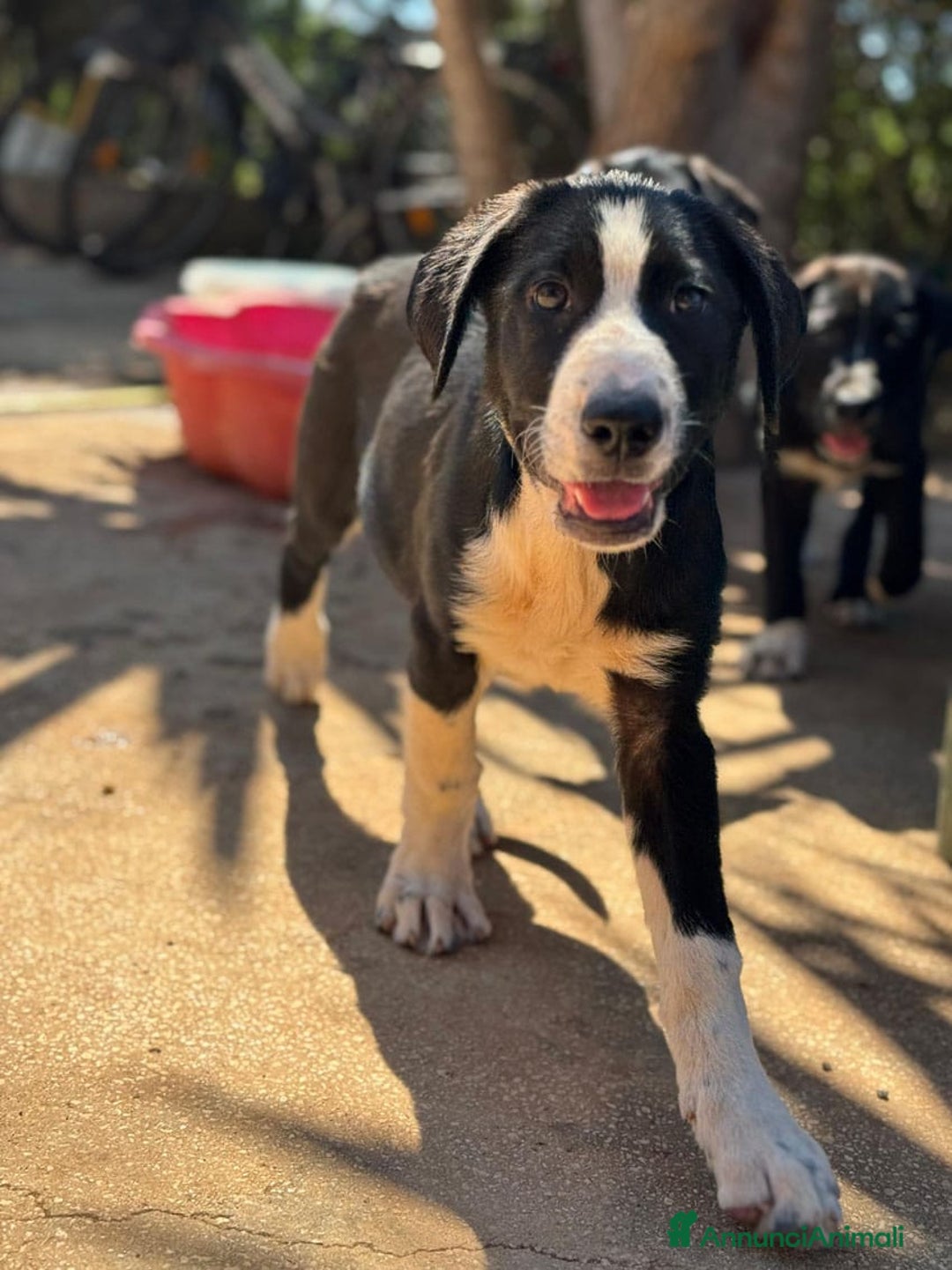 Altre razze cani in regalo: DANA DOLY DORIS 4 MESI (23/02/25) a Provincia di Bergamo - Immagine 16
