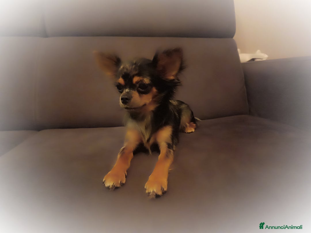 Chihuahua cani in vendita: Chihuahua femmina Merle pelo lungo  - Annuncio 9