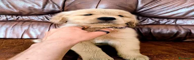Golden Retriever 6