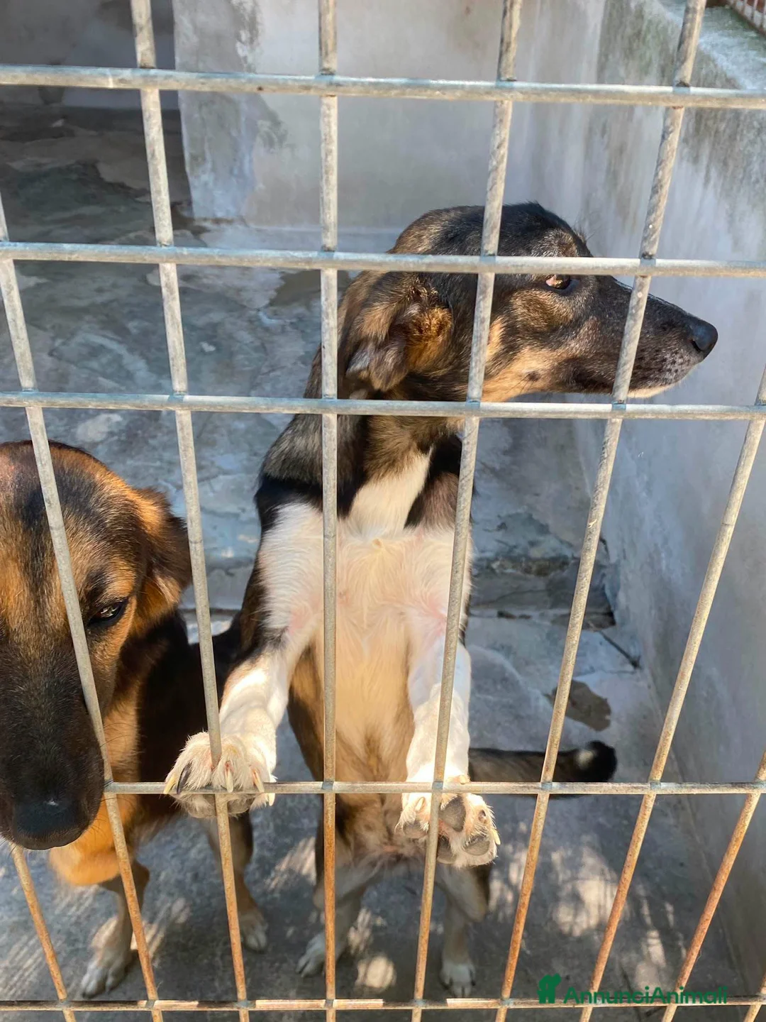 Meticcio cani in regalo: Asia e India cucciole docili e sensibili a Città metropolitana di Milano - Annuncio 2