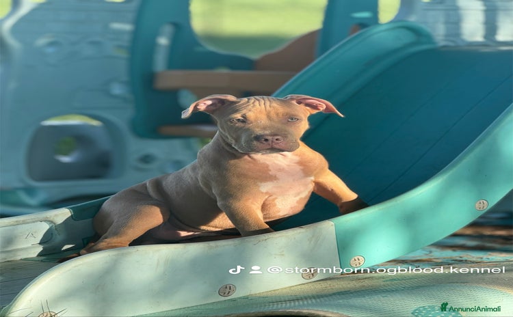 Pitbull cani a Provincia di Ferrara - Annuncio 5