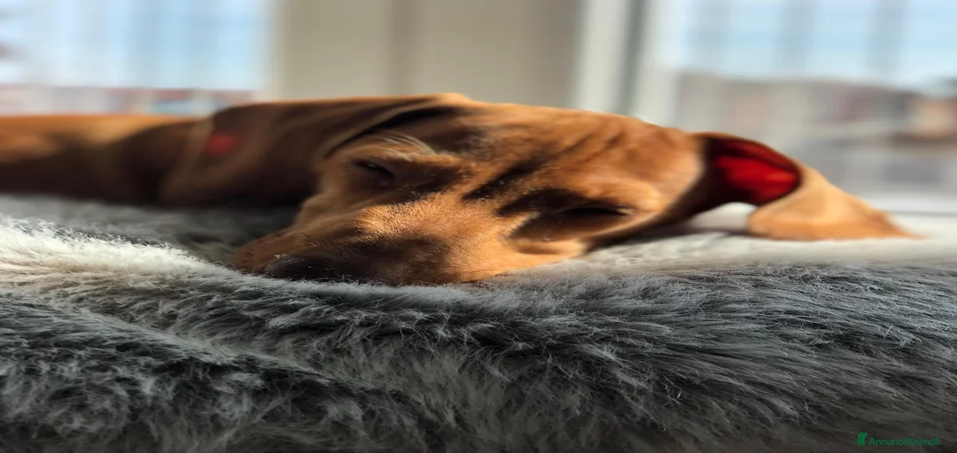 Immagine della galleria {{count}}