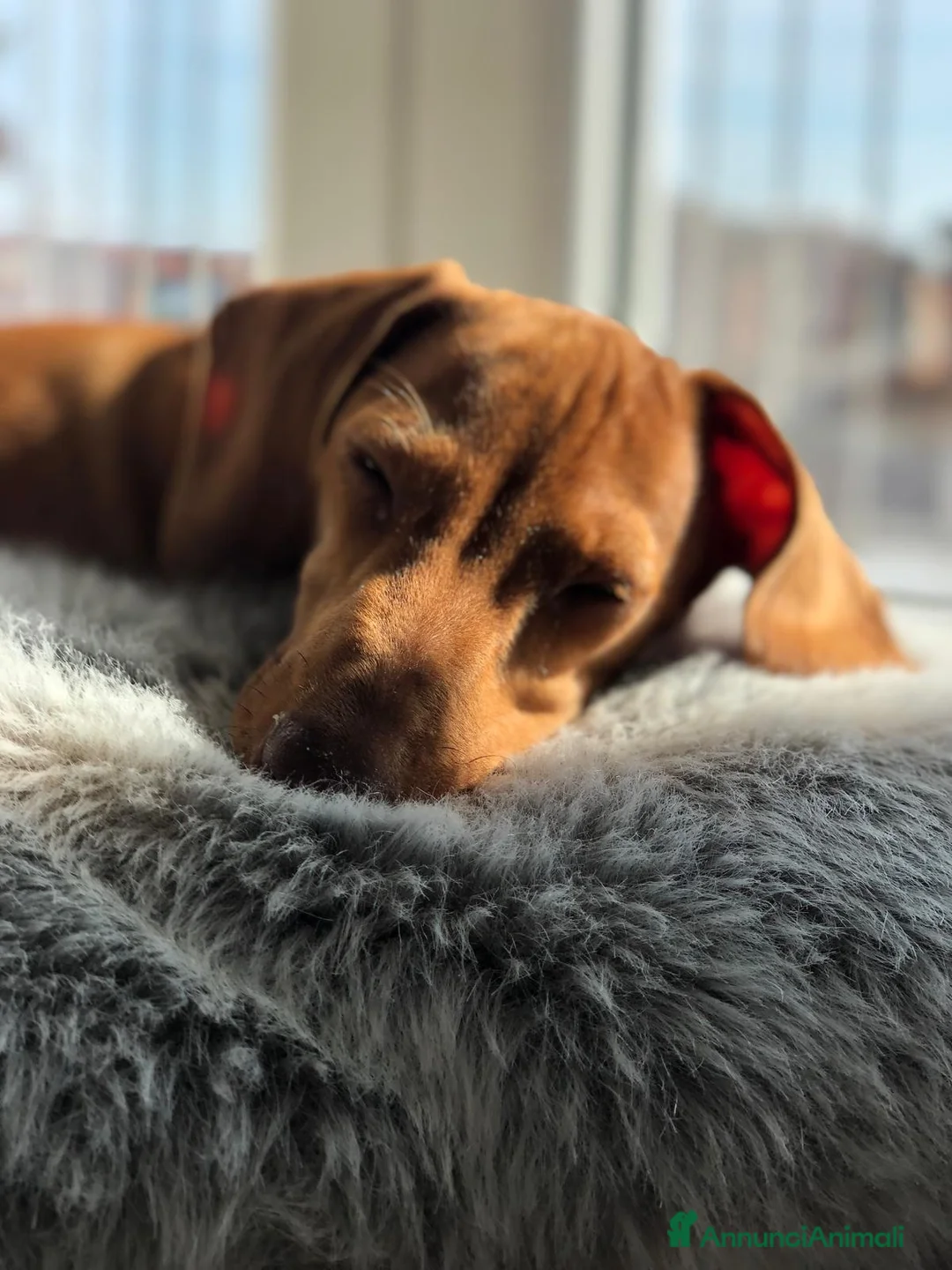 Immagine della galleria {{count}}