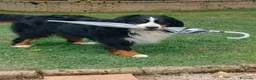 Bovaro del Bernese cani per accoppiamento: CIAO SONO ARON - Annuncio 4