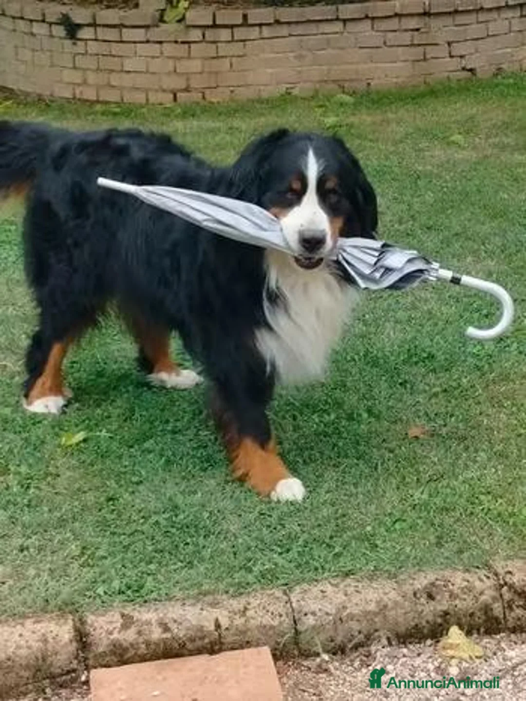 Bovaro del Bernese cani per accoppiamento: CIAO SONO ARON - Annuncio 4