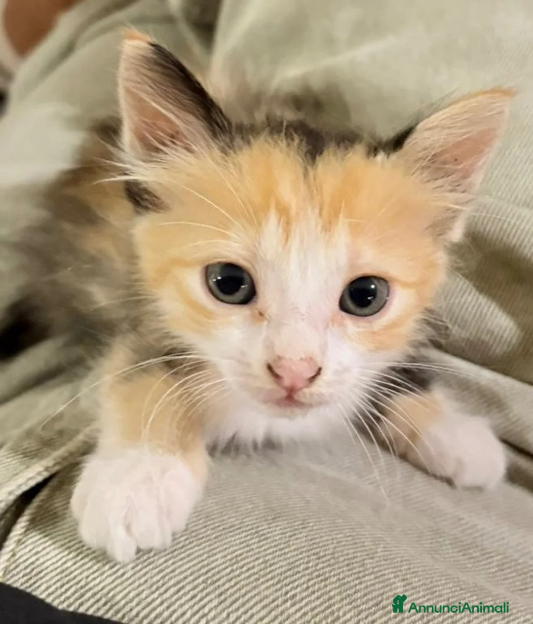 Meticcio gatti in regalo: Gattina trovate a Città metropolitana di Palermo - Annuncio 3