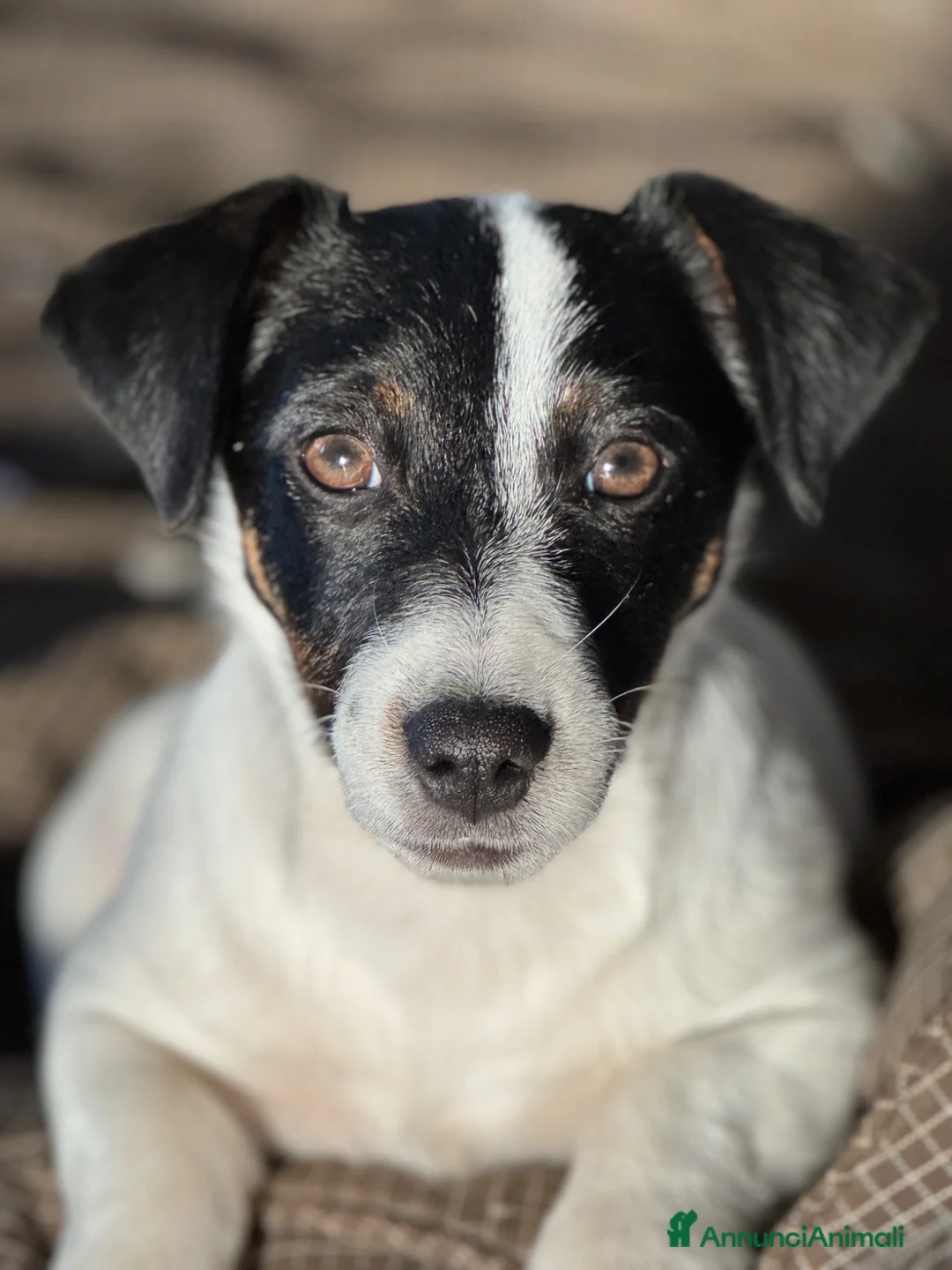 Jack Russell cani in vendita: Vendo quattro cuccioli di Jack Russell - Annuncio 1