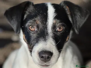 Jack Russell cani Vendo quattro cuccioli di Jack Russell - Annuncio 25