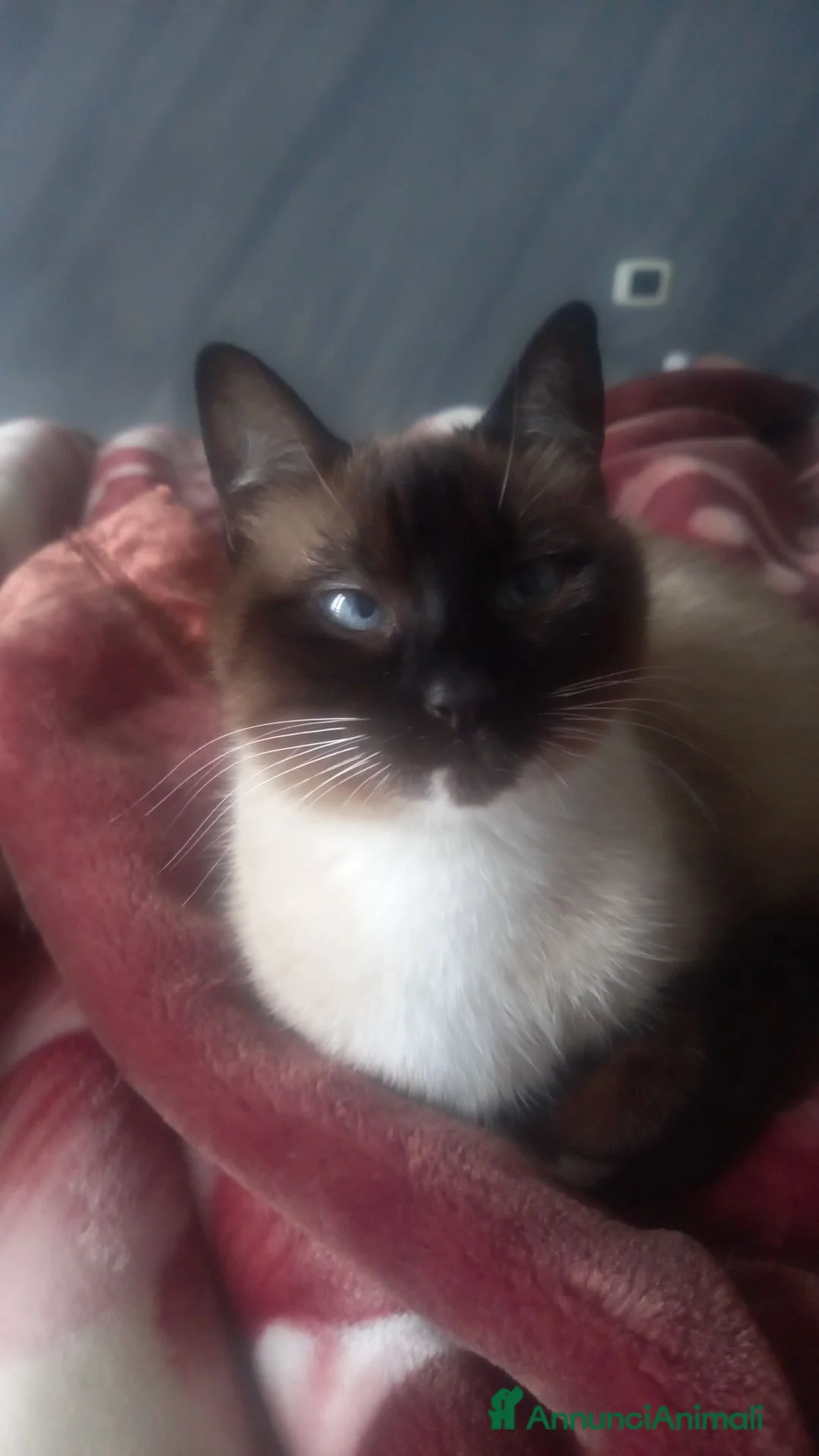 Siamese gatti in regalo: Regalo siamese di 1 anno circa femmina  - Annuncio 6