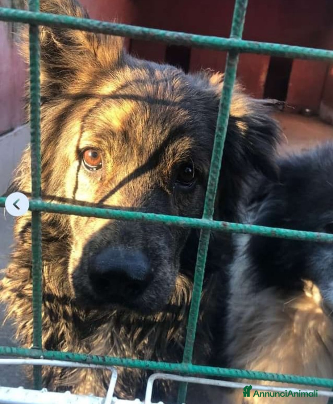 Meticcio cani in regalo: Mix Pastore maculato dal balcone al box.NAPOLI SOS a Città metropolitana di Milano - Annuncio 3