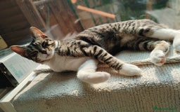 Europeo gatti in regalo: TIMIDOME DI 6MESI CERCA CASA, mi chiamo Numero Tre - Immagine 1