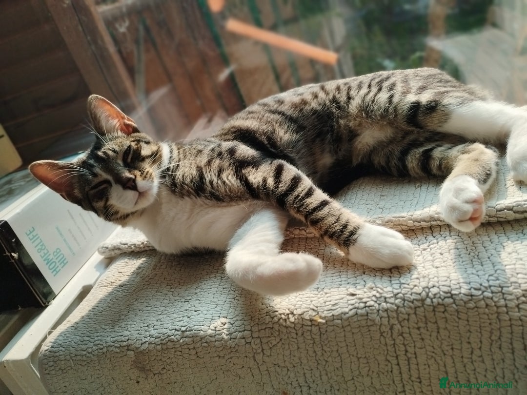 Europeo gatti in regalo: TIMIDOME DI 6MESI CERCA CASA, mi chiamo Numero Tre - Immagine 1