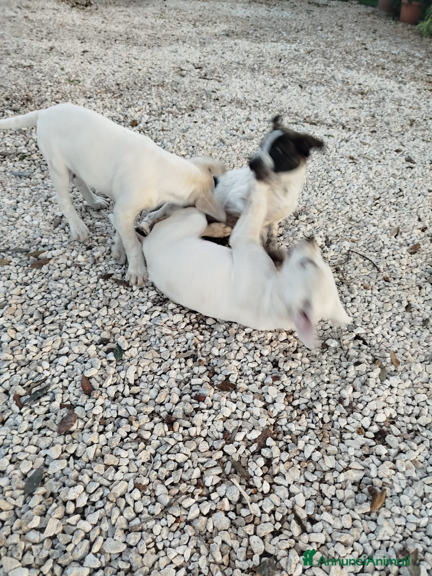 Meticcio cani Cuccioli di cane - Annuncio 1