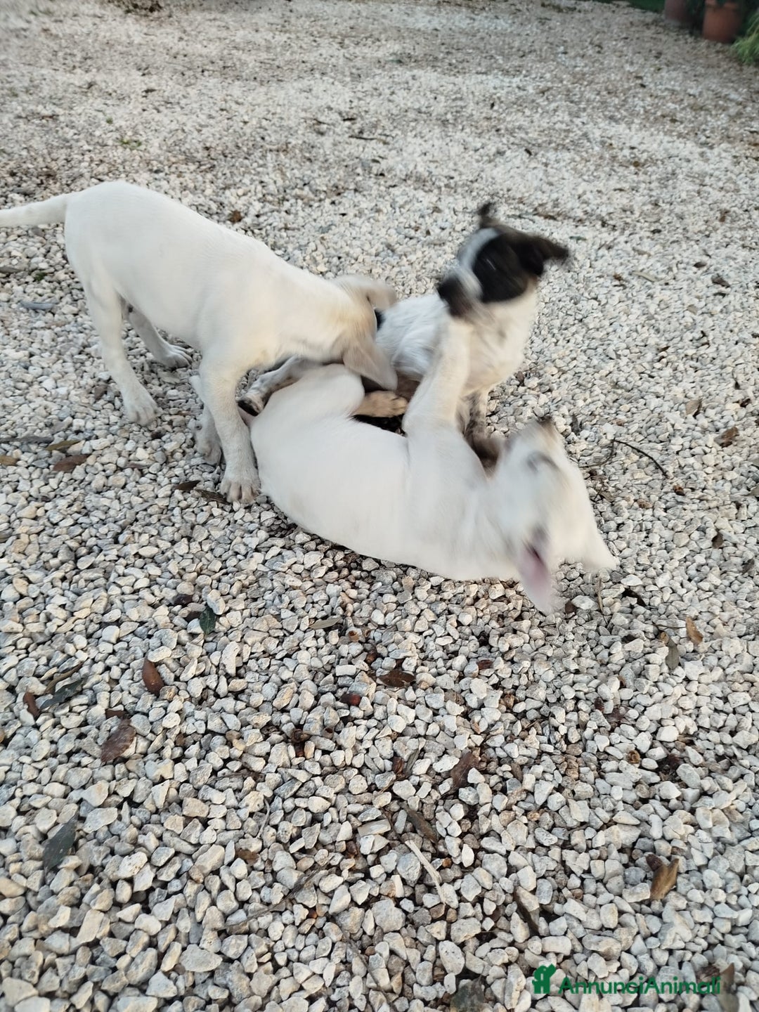 Meticcio cani in regalo: Cuccioli di cane - Annuncio 1