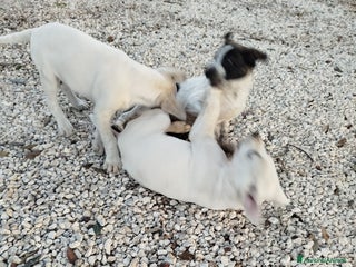 Meticcio cani Cuccioli di cane - Annuncio 1
