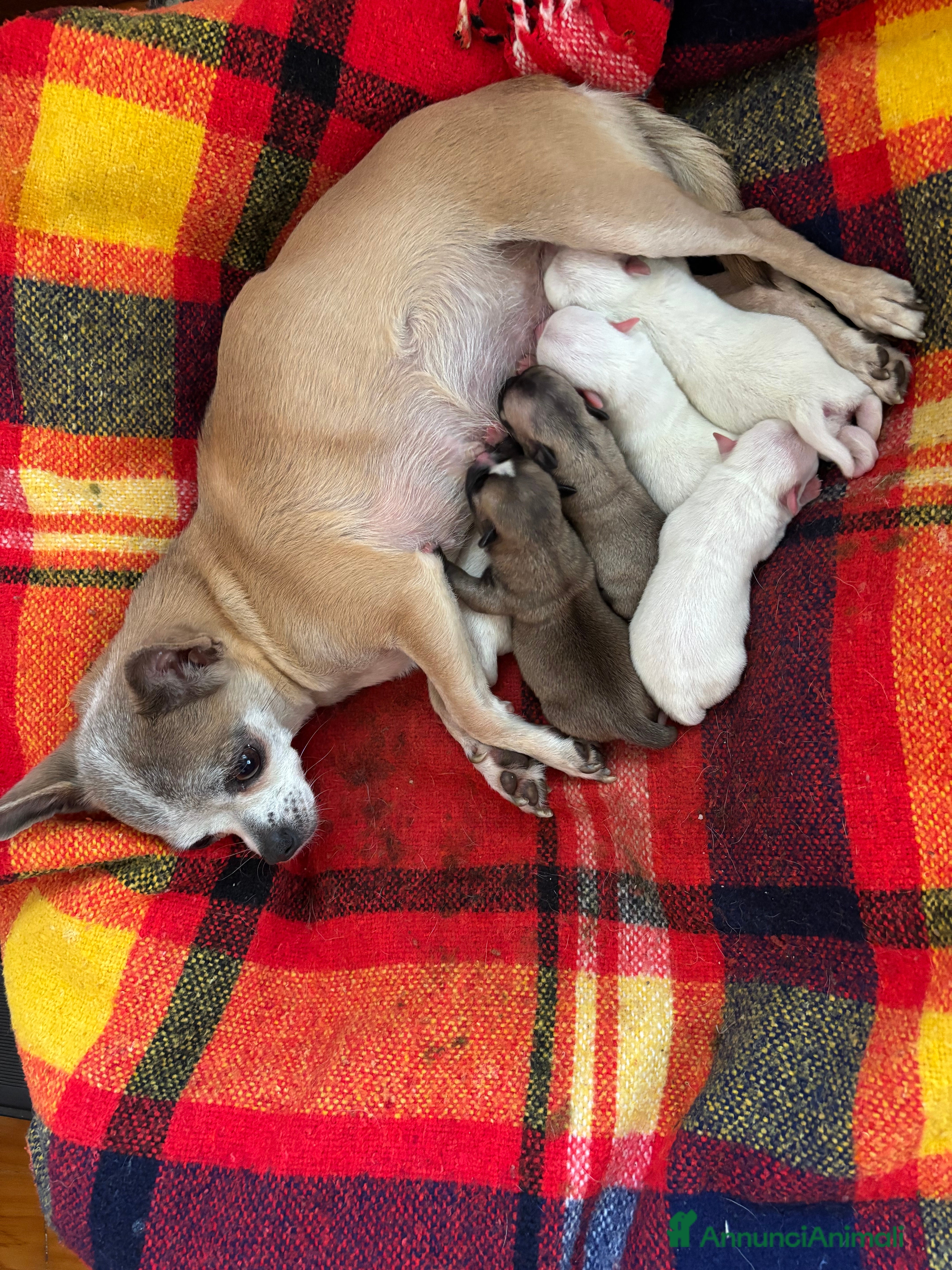 Chihuahua cani Cuccioli chihuahua con pedigree  - Annuncio 1