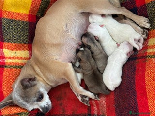 Chihuahua cani Cuccioli chihuahua con pedigree - Annuncio 1