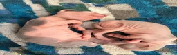 Sphynx gatti in vendita: Sphinx gatto nudo a Città Metropolitana di Torino - Annuncio 4